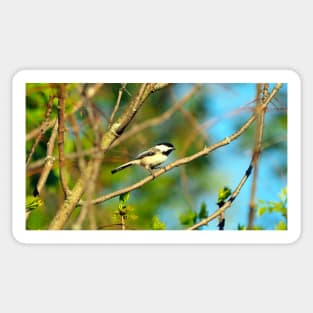 Black-capped Chickadee Perched On A Tree Branch Sticker